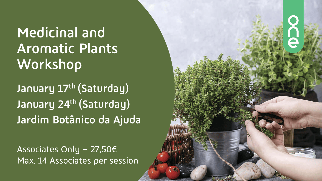 Plantas medicinais Banner